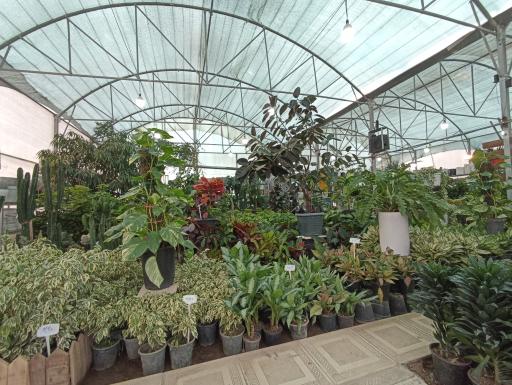 عکس گلخانه احمدی