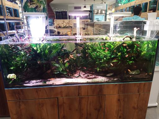 عکس آکواریوم صدف