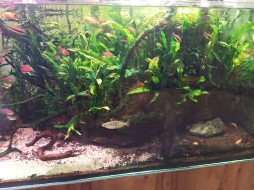 عکس آکواریوم صدف