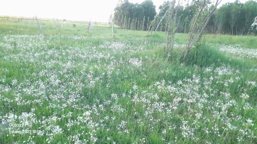 عکس گنده جین