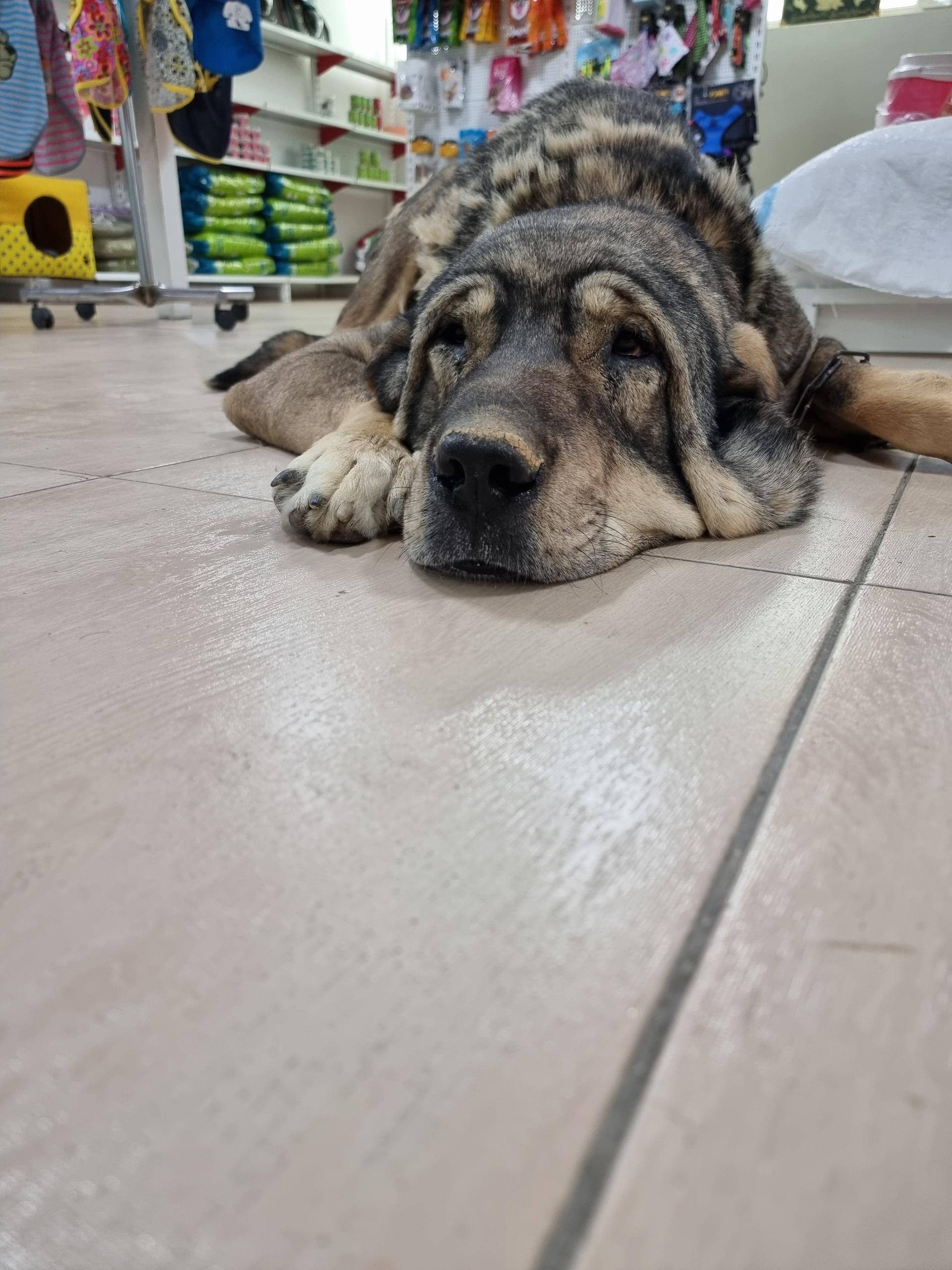 عکس کلینیک حیوانات خانگی دکتر شکوهی