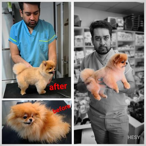 عکس آرایشگاه حیوانات مسترگرومر