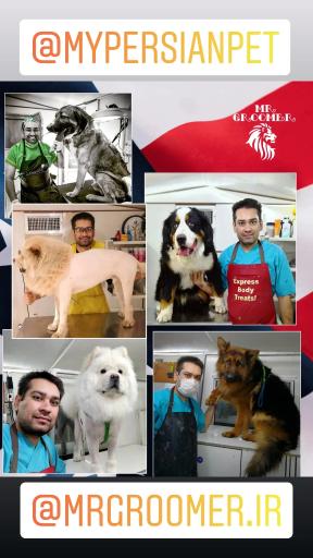 عکس آرایشگاه حیوانات مسترگرومر