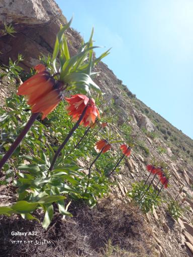 لاله واژگون درطبیعت بکر جیریا 