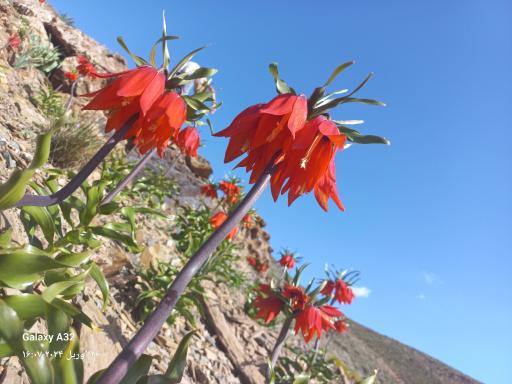 عکس لاله واژگون درطبیعت بکر جیریا 