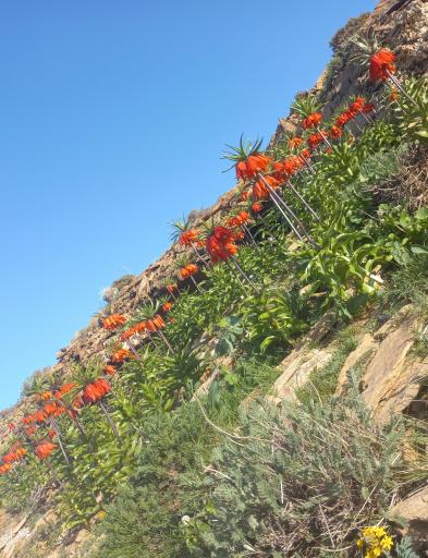 عکس لاله واژگون درطبیعت بکر جیریا 