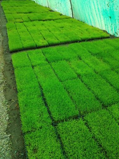 عکس خاک کمپوست بابائی