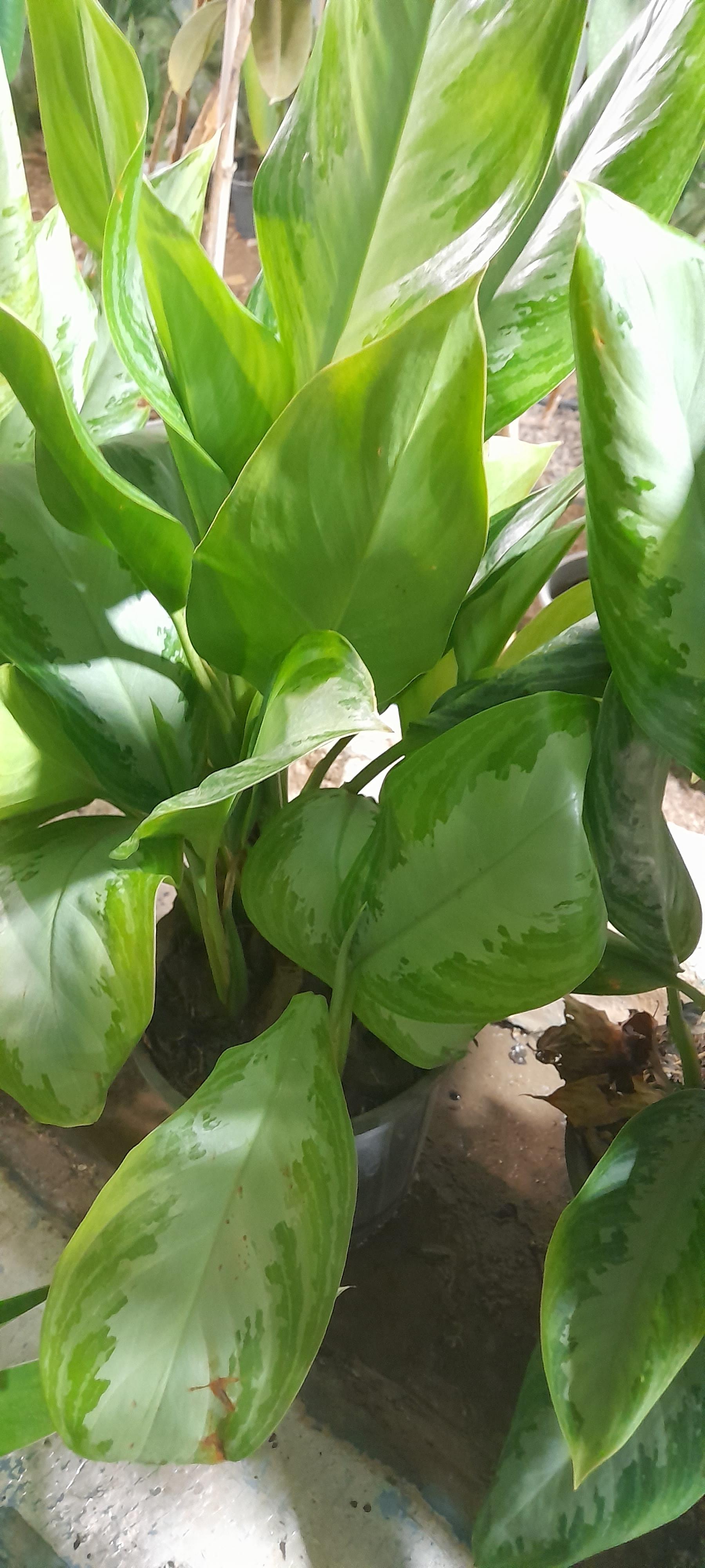 عکس گلخانه پاسارگاد