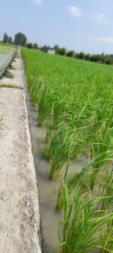 عکس خاک کمپوست بابائی