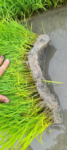 عکس خاک کمپوست بابائی