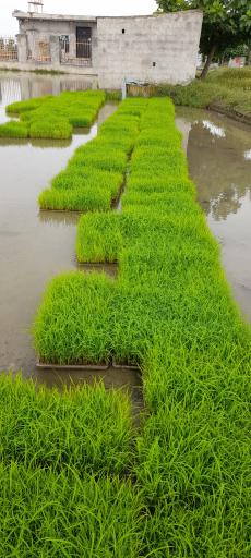 عکس خاک کمپوست بابائی