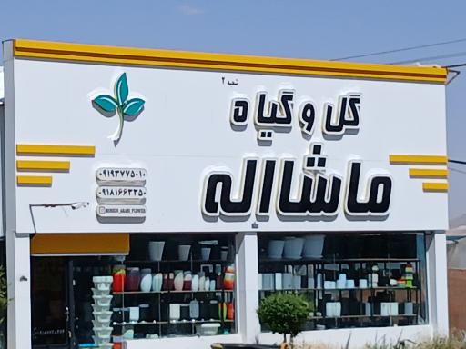 گل و گیاه ماشاللّه