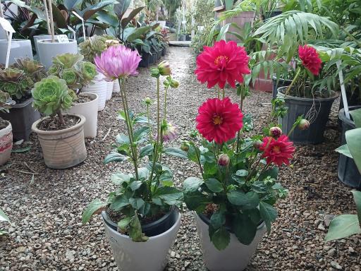 عکس  گل و گیاه و نهالستان ماشاللّه 🌱