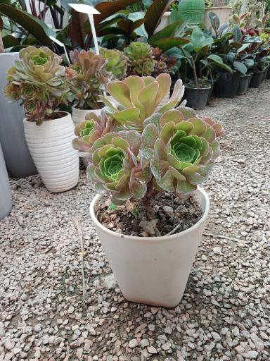 عکس  گل و گیاه و نهالستان ماشاللّه 🌱