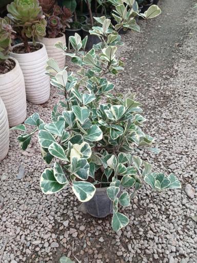 عکس  گل و گیاه و نهالستان ماشاللّه 🌱
