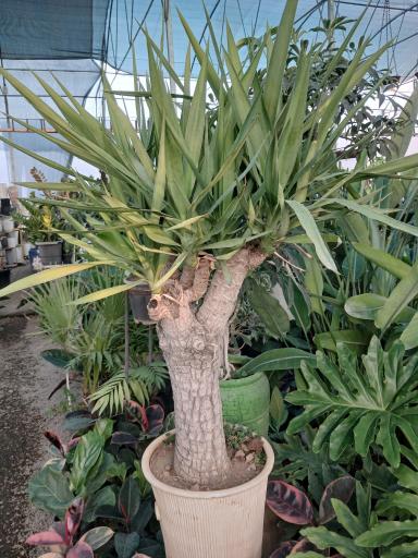 عکس  گل و گیاه و نهالستان ماشاللّه 🌱