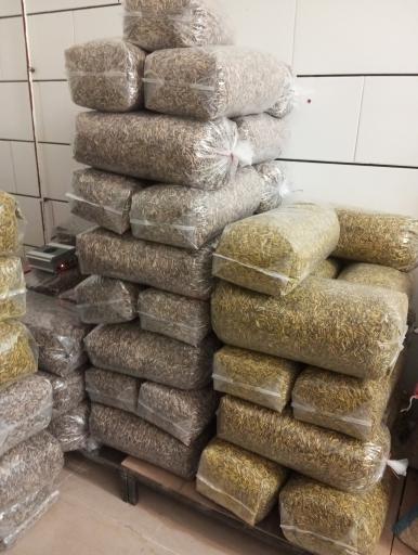 عکس تخمه فروشی بایسته