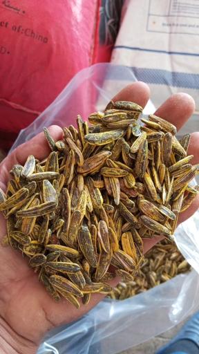 عکس تخمه فروشی بایسته