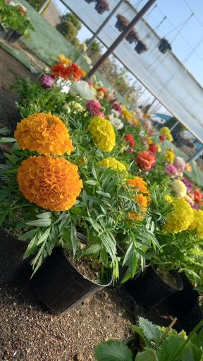 عکس گلخانه کاسپین رهنما