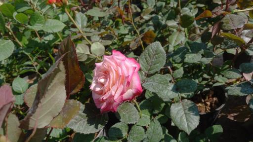 عکس گلخانه کاسپین رهنما