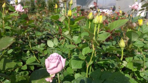 عکس گلخانه کاسپین رهنما