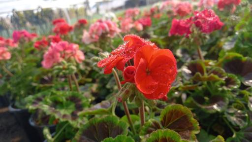 عکس گلخانه کاسپین رهنما