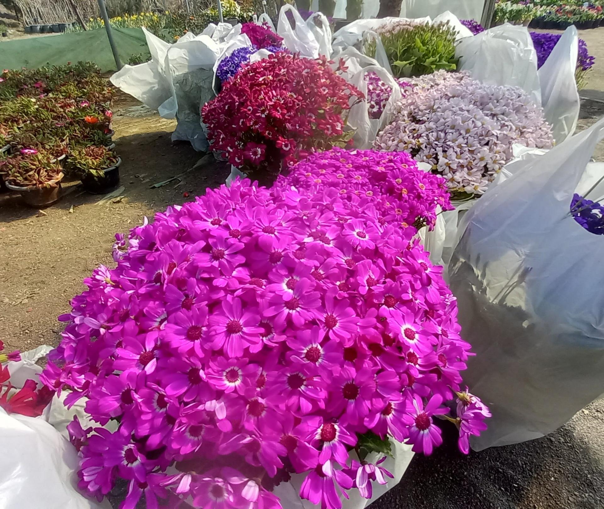 عکس گلخانه کاسپین رهنما