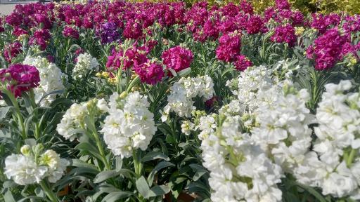 عکس گلخانه کاسپین رهنما