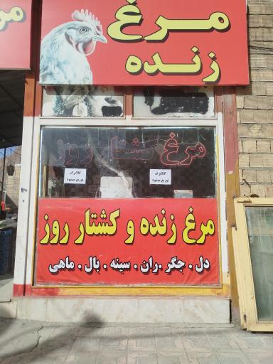 عکس مرغ زنده حقیقی 