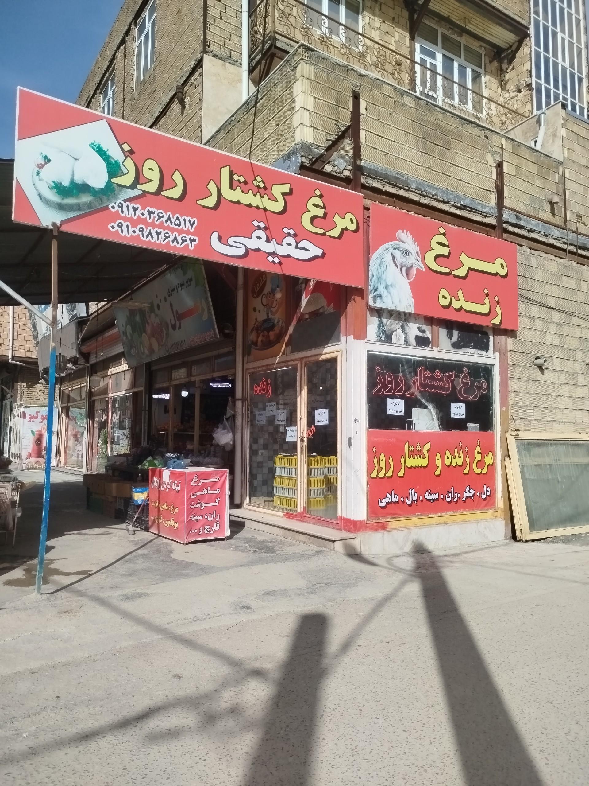 عکس مرغ زنده حقیقی 