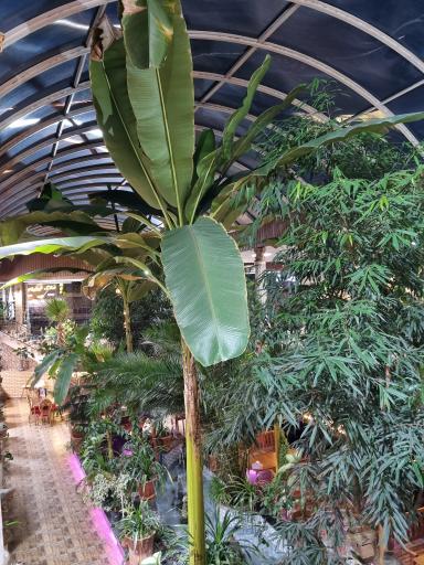 عکس رستوران اسکله