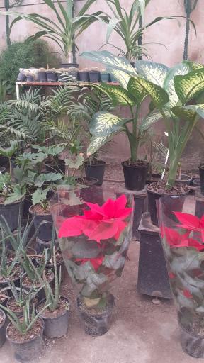 عکس گلخانه گل مایسا