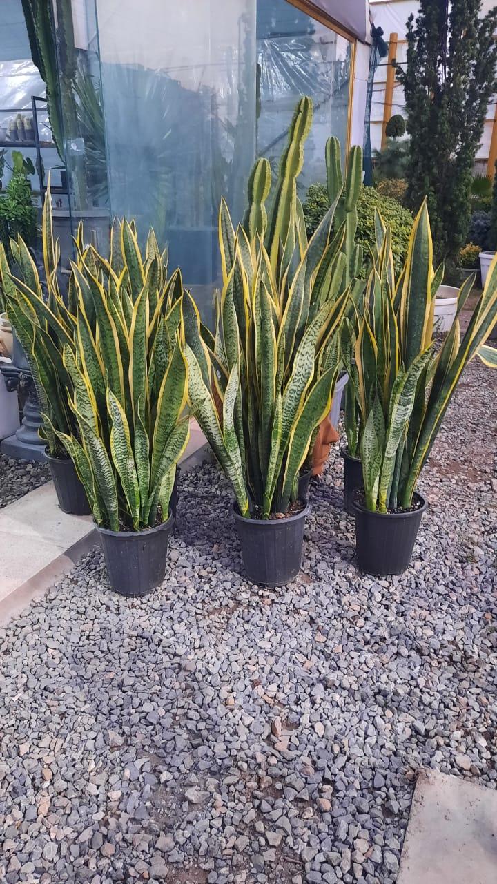 عکس گلخانه گل مایسا