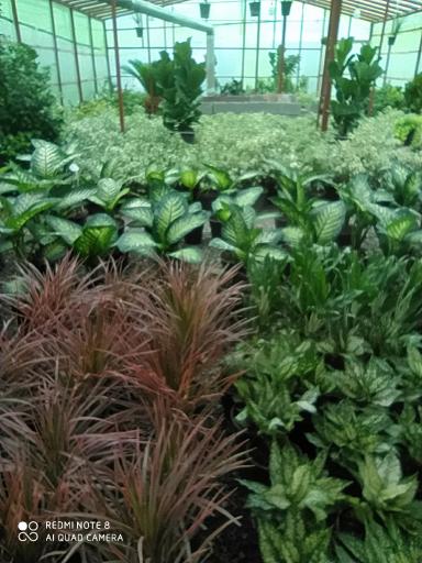 عکس گل فروشی محمدی