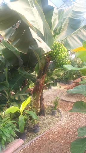 عکس نمایشگاه گل و گیاه براتی