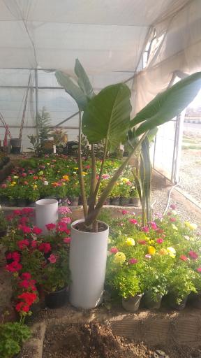 عکس نمایشگاه گل و گیاه براتی