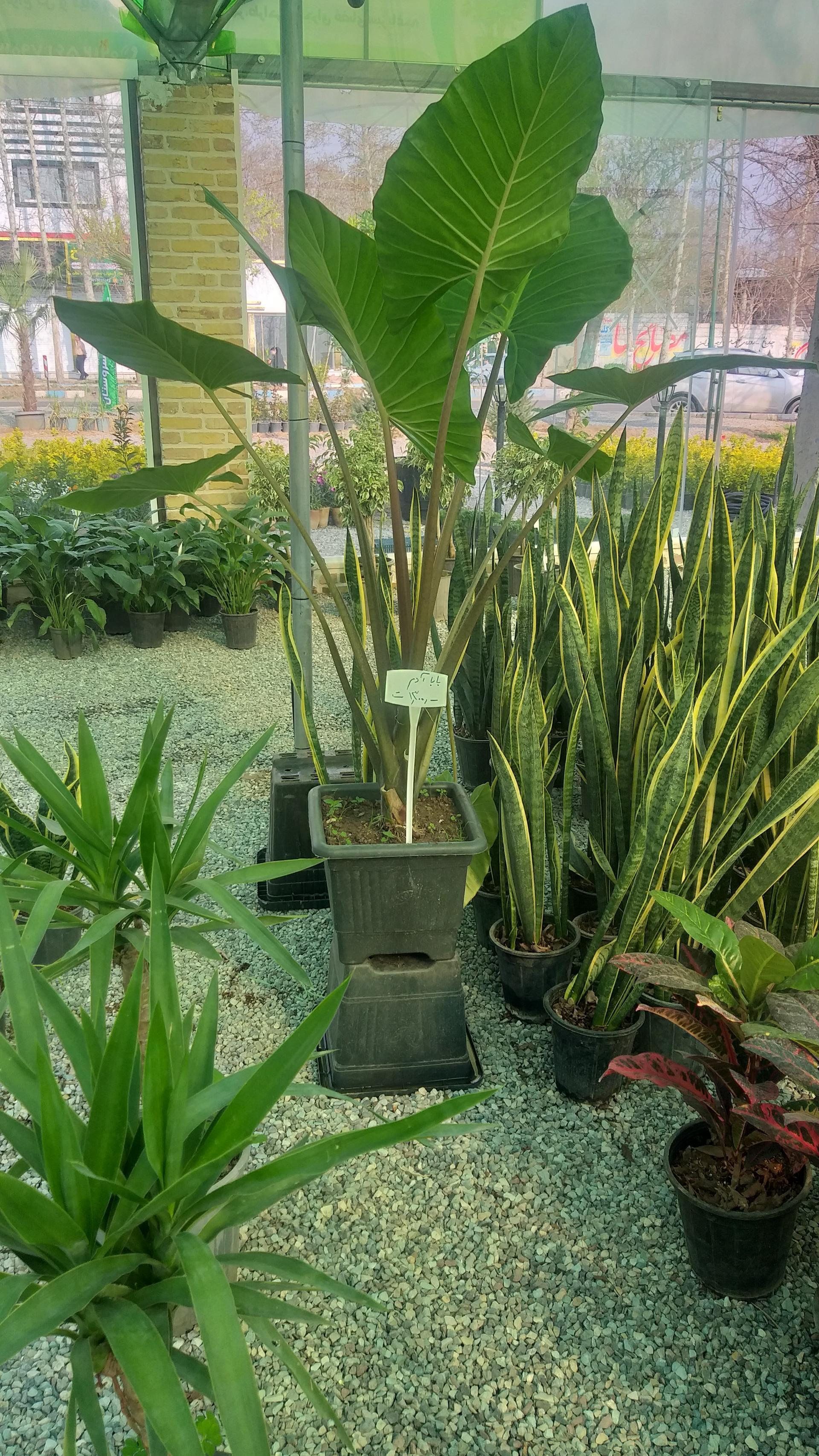 عکس نمایشگاه گل و گیاه براتی