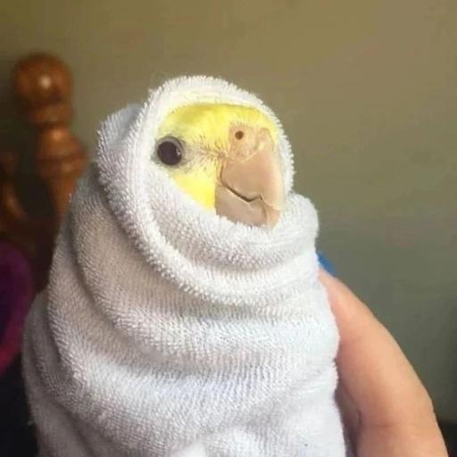 عکس پرورش عروس هلندی لپگلیا