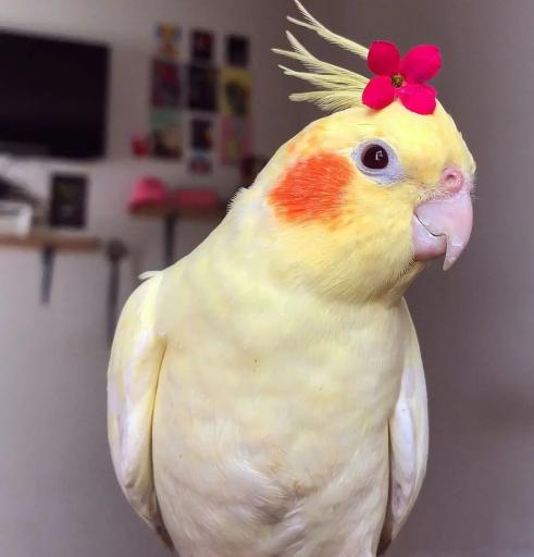 عکس پرورش عروس هلندی لپگلیا