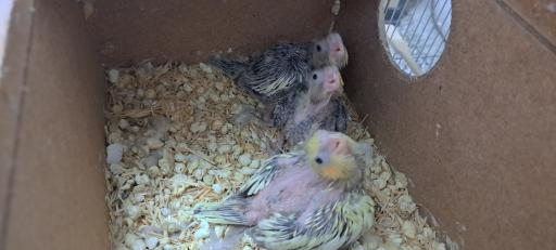 عکس پرورش عروس هلندی لپگلیا