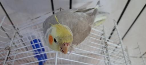 عکس پرورش عروس هلندی لپگلیا