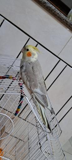 عکس پرورش عروس هلندی لپگلیا