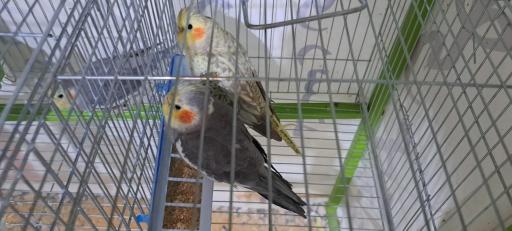 عکس پرورش عروس هلندی لپگلیا