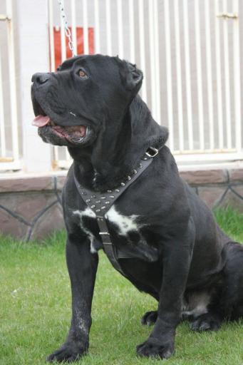 عکس باشگاه اطلس دام پارسیان