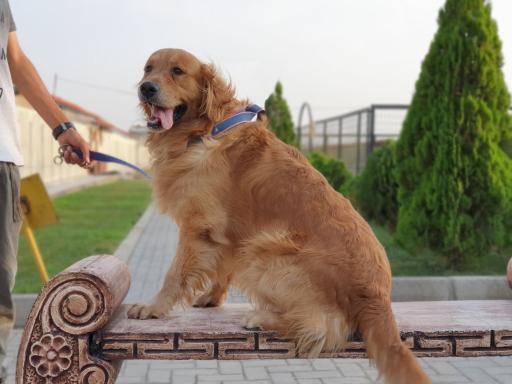 عکس باشگاه اطلس دام پارسیان