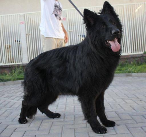 عکس باشگاه اطلس دام پارسیان