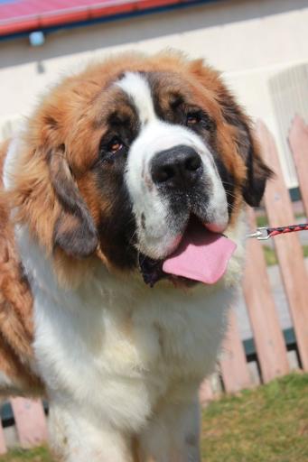 عکس باشگاه اطلس دام پارسیان