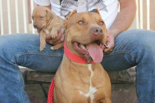 عکس باشگاه اطلس دام پارسیان