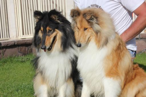 عکس باشگاه اطلس دام پارسیان