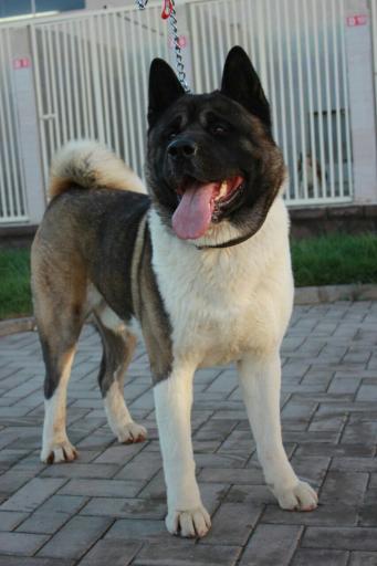 عکس باشگاه اطلس دام پارسیان